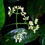 Psychotria laselvensis Other