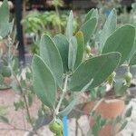 Simmondsia chinensis Φύλλο