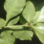 Psychotria chagrensis Ліст