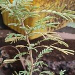 Prosopis cineraria Fuelha