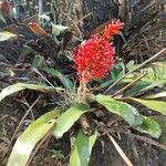 Aechmea fulgens Blomma