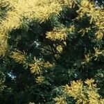 Acacia dealbata 葉