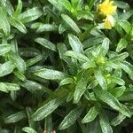 Gutierrezia spathulata Hoja