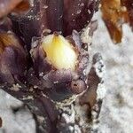 Cistanche tubulosa Rinde