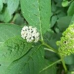 Phytolacca esculenta ফুল