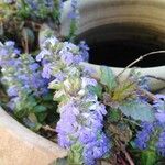 Ajuga reptansКветка