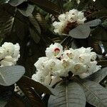 Rhododendron sinogrande Flower
