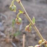 Talinum portulacifolium Плод