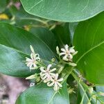 Erithalis odorifera Flower