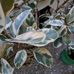 Ficus elastica Folha