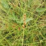 Carex brunnescens Cvet