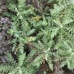 Descurainia millefolia Liść