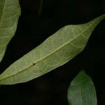 Trymatococcus oligandrus Leaf
