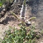 Mentha spicata Flower