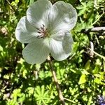 Geranium richardsonii Blomma