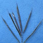 Bothriochloa insculpta 花