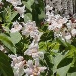 Catalpa speciosa Blüte