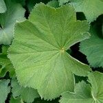 Alchemilla vulgaris Blad