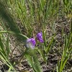 Tradescantia ohiensisLorea