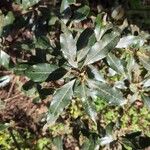 Laurus novocanariensis Лист