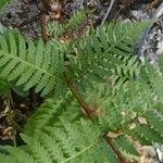Dicksonia antarctica 葉