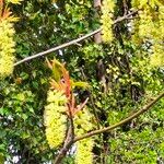 Acer macrophyllum Casca