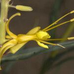 Stanleya pinnata Flower