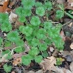 Malva pusilla Leaf