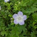 Nemophila phacelioides Цвят