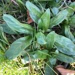 Epilobium tetragonum Лист