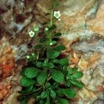 Sedum fragrans Elinympäristö