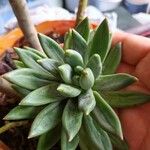 Dudleya greenei 形态