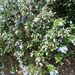 Ceanothus thyrsiflorus Habit
