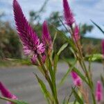 Deeringia spicata Blomma