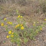 Scolymus hispanicusFlors