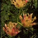 Trifolium fucatum Natur