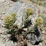 Castilleja nana Hábito