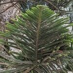 Araucaria columnarisList