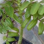 Kalanchoe prolifera 叶