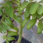 Kalanchoe prolifera Лист