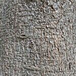 Abies homolepis Žievė