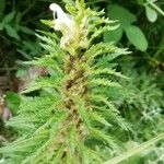 Pedicularis foliosa Kvet