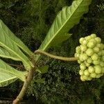 Solanum sessile Φρούτο