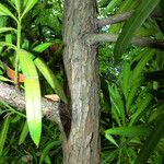 Podocarpus latifolius Kaarna
