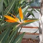 Strelitzia reginaeЦвят