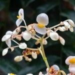 Begonia nelumbiifolia Flor