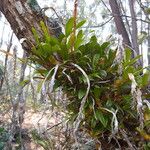 Bulbophyllum platypodum Hábito