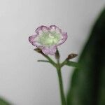 Ruellia biolleyi Flower