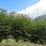 Nothofagus pumilio Hàbitat