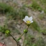 Linum catharticum Flor